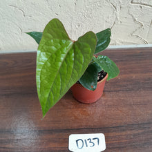 Load image into Gallery viewer, #D137 Anthurium Ochranthum x Luxurians