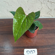 Load image into Gallery viewer, #D137 Anthurium Ochranthum x Luxurians