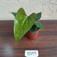 Load image into Gallery viewer, #D137 Anthurium Ochranthum x Luxurians