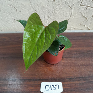 #D137 Anthurium Ochranthum x Luxurians