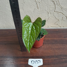 Load image into Gallery viewer, #D137 Anthurium Ochranthum x Luxurians