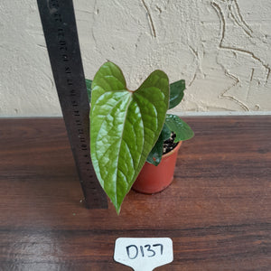 #D137 Anthurium Ochranthum x Luxurians