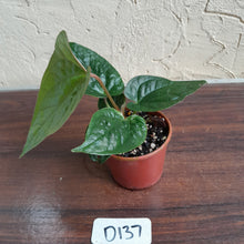 Load image into Gallery viewer, #D137 Anthurium Ochranthum x Luxurians