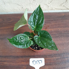 Load image into Gallery viewer, #D137 Anthurium Ochranthum x Luxurians