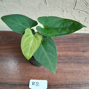 #R2 Anthurium NOID