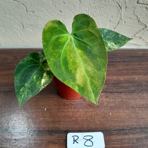 #R8 Variegated Anthurium Forgetii x