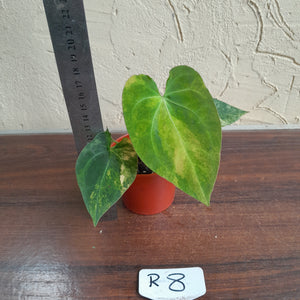 #R8 Variegated Anthurium Forgetii x