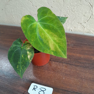 #R8 Variegated Anthurium Forgetii x