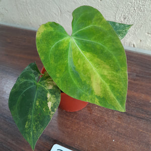 #R8 Variegated Anthurium Forgetii x