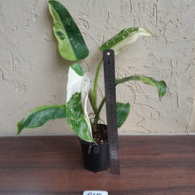 Load image into Gallery viewer, #R65 Philodendron Jose Buono