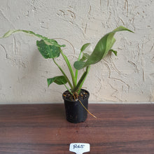 Load image into Gallery viewer, #R65 Philodendron Jose Buono