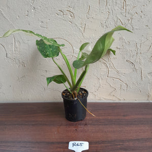 #R65 Philodendron Jose Buono