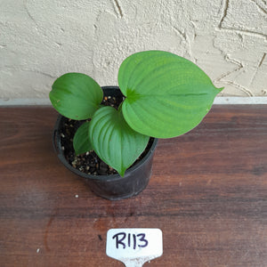 #R113 Philodendron Fibraecataphyllum