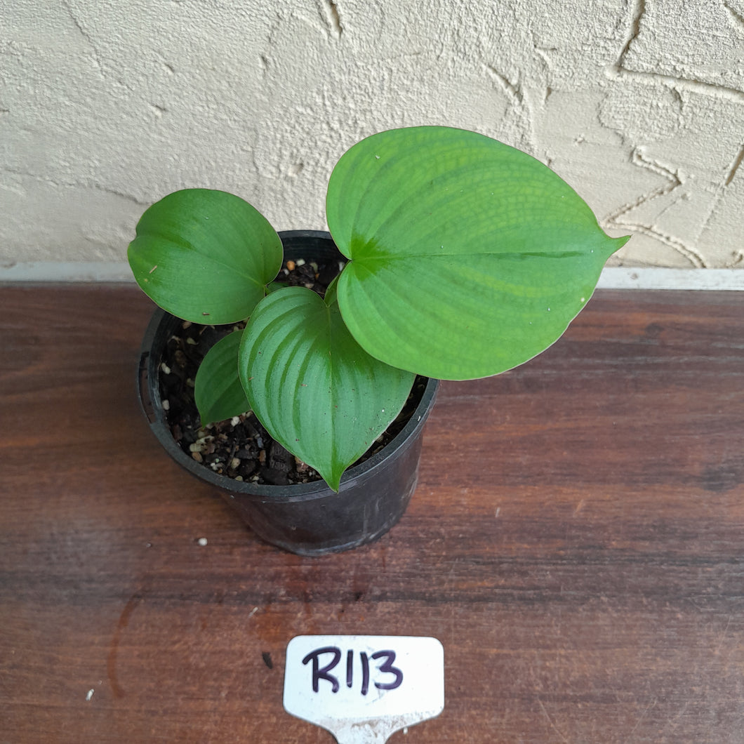 #R113 Philodendron Fibraecataphyllum