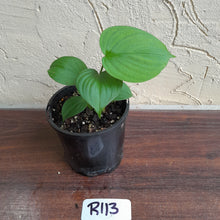 Load image into Gallery viewer, #R113 Philodendron Fibraecataphyllum