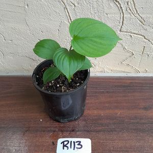 #R113 Philodendron Fibraecataphyllum