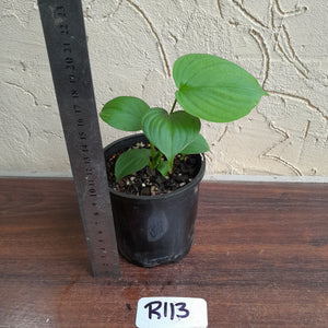 #R113 Philodendron Fibraecataphyllum