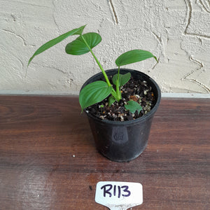 #R113 Philodendron Fibraecataphyllum