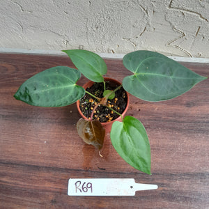 #R69 Anthurium NOID