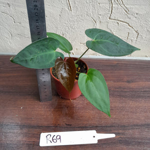 #R69 Anthurium NOID