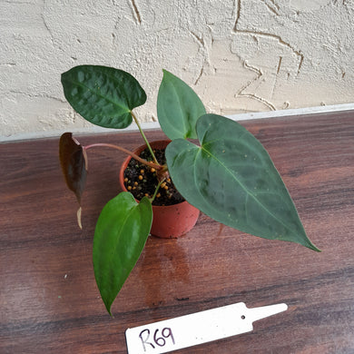 #R69 Anthurium NOID