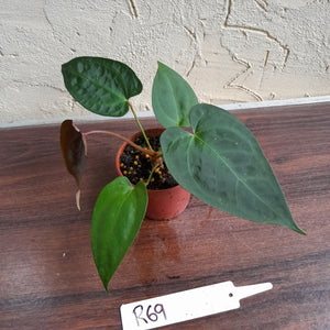 #R69 Anthurium NOID