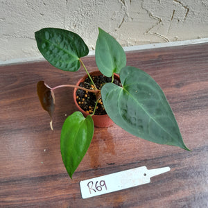 #R69 Anthurium NOID