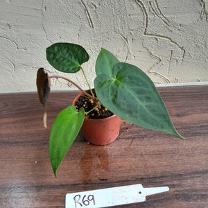 #R69 Anthurium NOID