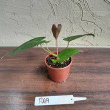 Load image into Gallery viewer, #R69 Anthurium NOID