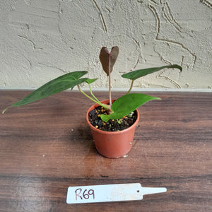 #R69 Anthurium NOID