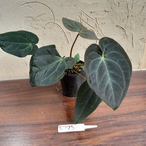 #R73 Super Dark Anthurium NOID - With Pup