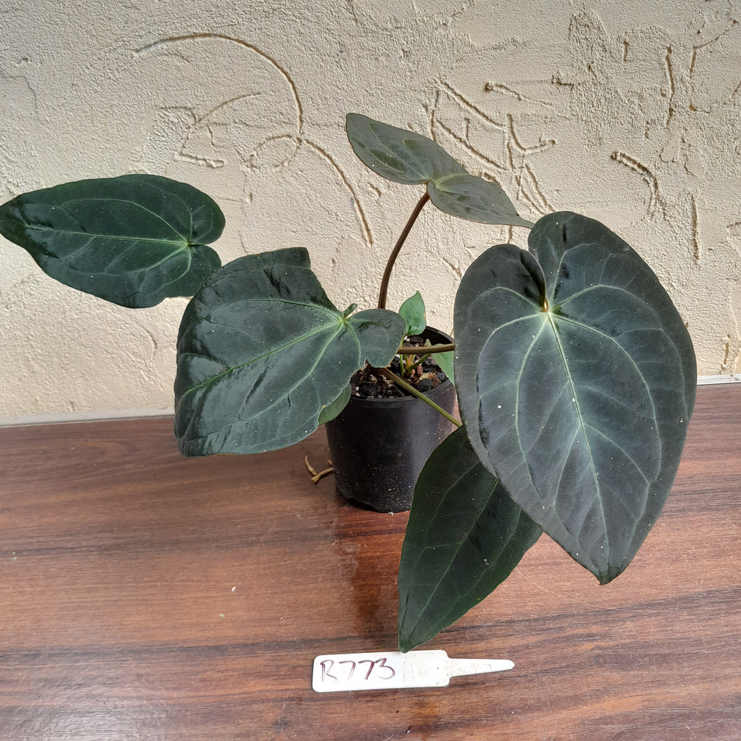 #R73 Super Dark Anthurium NOID - With Pup