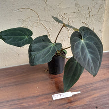 Load image into Gallery viewer, #R73 Super Dark Anthurium NOID - With Pup