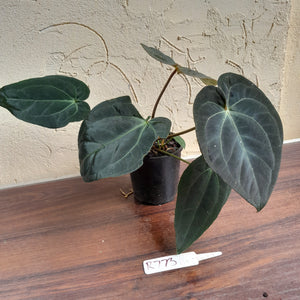 #R73 Super Dark Anthurium NOID - With Pup