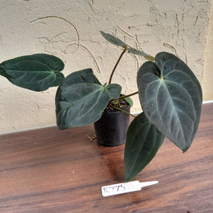 #R73 Super Dark Anthurium NOID - With Pup