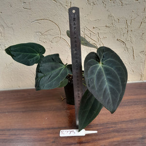 #R73 Super Dark Anthurium NOID - With Pup