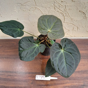 #R73 Super Dark Anthurium NOID - With Pup