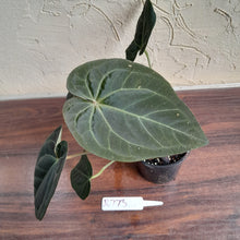 Load image into Gallery viewer, #R73 Super Dark Anthurium NOID - With Pup