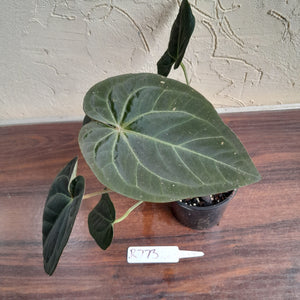 #R73 Super Dark Anthurium NOID - With Pup