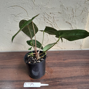 #R73 Super Dark Anthurium NOID - With Pup