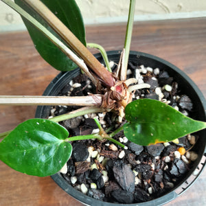 #R73 Super Dark Anthurium NOID - With Pup