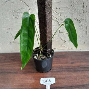 #D63 Anthurium Bullatus/Pandurilaminum