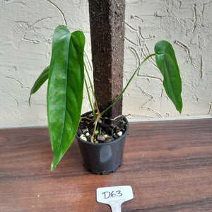 #D63 Anthurium Bullatus/Pandurilaminum