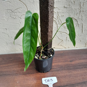 #D63 Anthurium Bullatus/Pandurilaminum