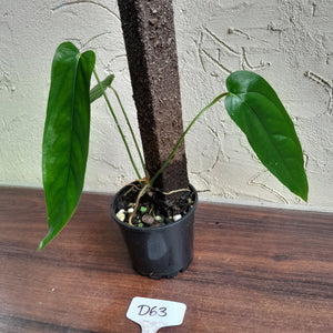 #D63 Anthurium Bullatus/Pandurilaminum