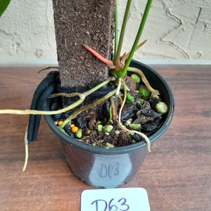 #D63 Anthurium Bullatus/Pandurilaminum