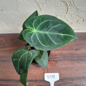 #D73 Anthurium NOID