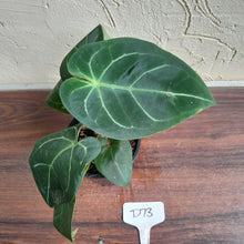 Load image into Gallery viewer, #D73 Anthurium NOID