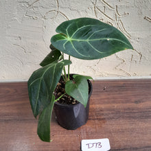 Load image into Gallery viewer, #D73 Anthurium NOID