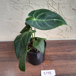 #D73 Anthurium NOID